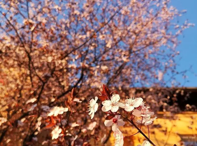 Vila Veselova, City Center Ljubljana